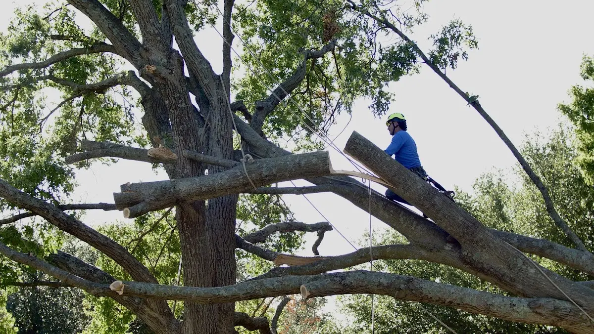 Professional Crown Thinning performed by certified arborists in Denniston